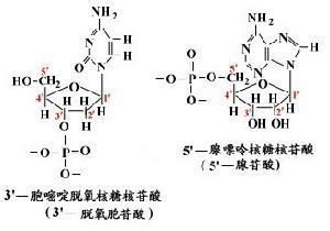 使得碱基配对必须遵循一定的规律,这就是adenine(a,腺嘌呤)一定与th