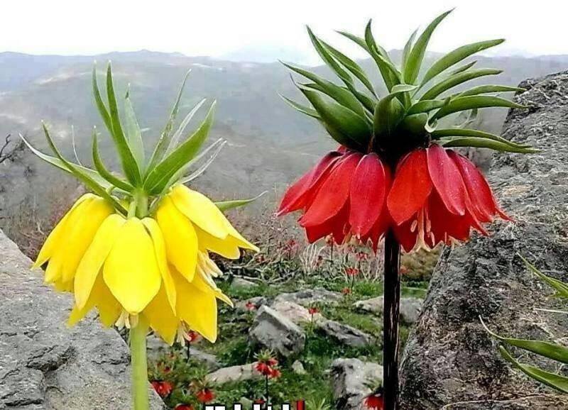 冠花贝母