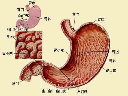 胃窦