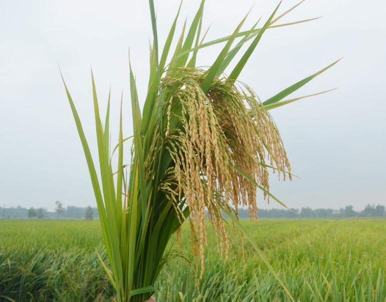 福两优2155属于籼型两系杂交水稻.每亩有效穗数18.7万,株高106.