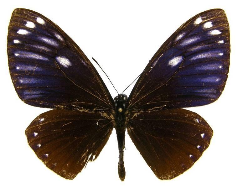 蝴蝶排名_蝴蝶简笔画(3)