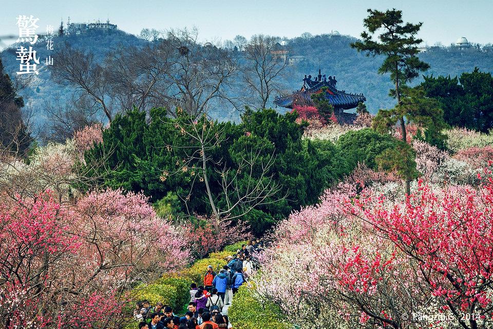 梅花山位于江苏省南京市玄武区紫金山南麓明孝陵景区内,是钟山风景