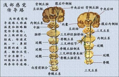 浅感觉传导路