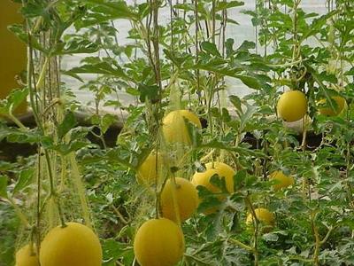 海东市(青海省地级市)