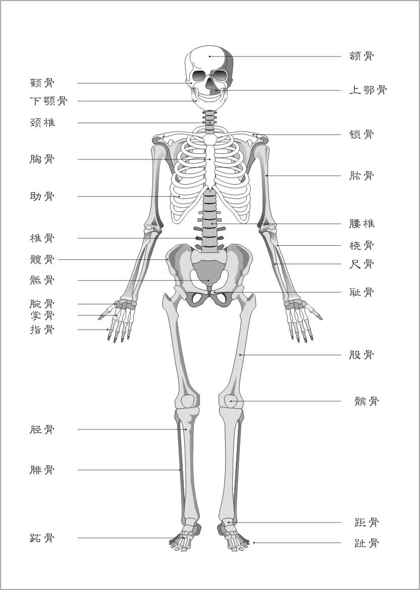 耻骨