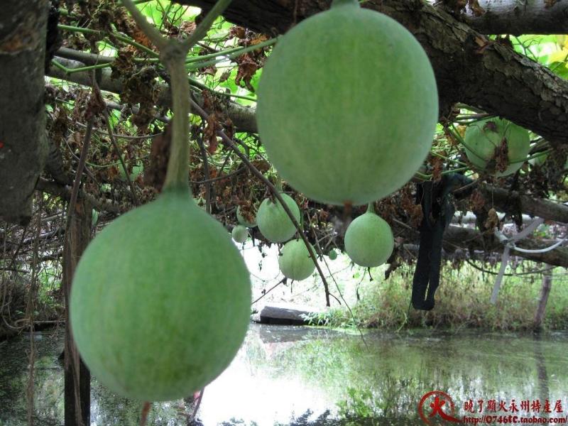 啥时候种葫芦最合适 800
