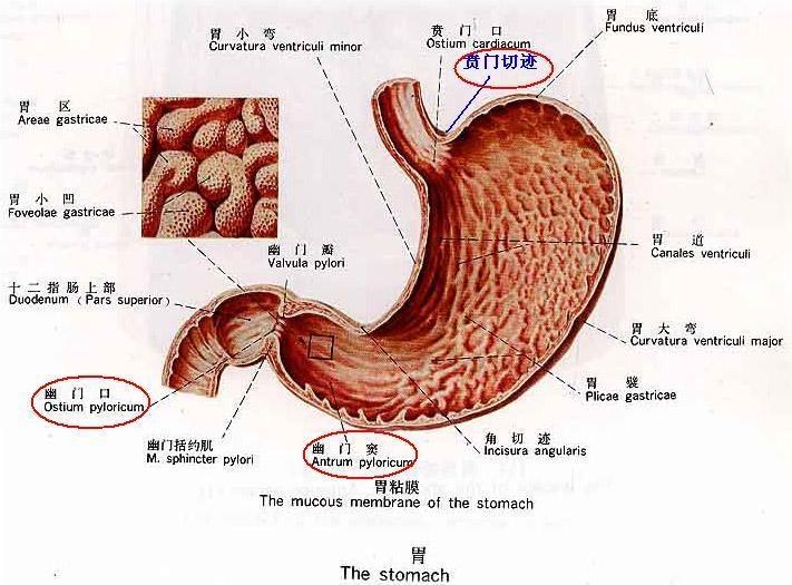 胃底部由胃短动脉供给.上述各动脉发出的胃支穿肌层