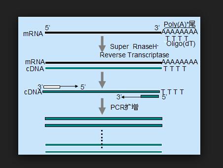 rt pcr引物