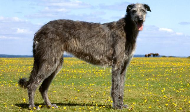 scottish deerhound),别名:猎鹿犬,起源于9世纪,是一种大型群猎犬,被