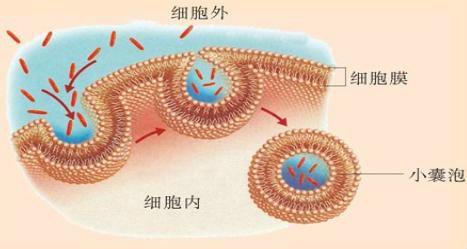 胞吞作用