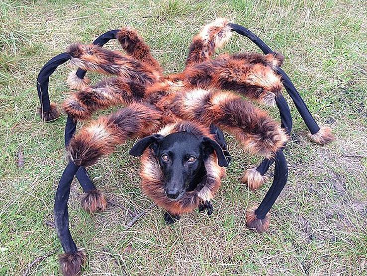蜘蛛狗