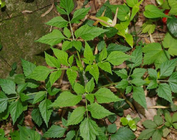 鼠尾草(中药) - 搜狗百科