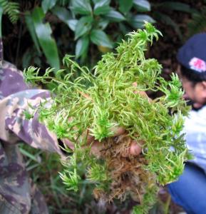 产地:产于新疆属名:泥炭藓属拉丁名:sphagnum teres中文名:细叶泥炭藓