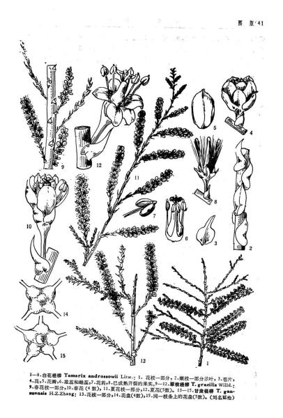 白花柽柳