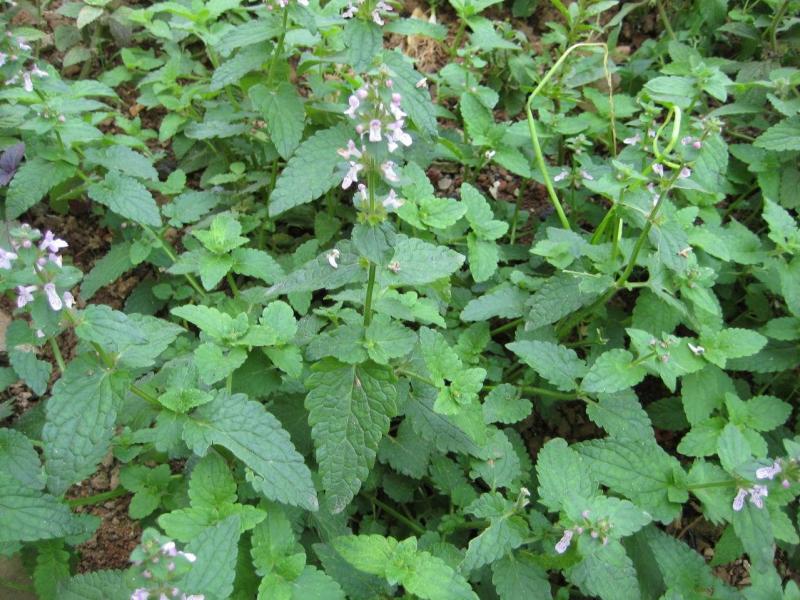 五香草 一年生芳香性草本,高12-50cm.茎直立,四棱形 ,被疏短柔毛.