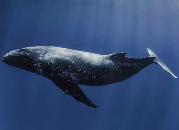 世界上所有的鲸鱼图片