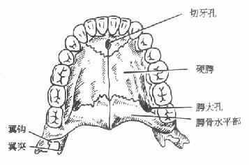 硬腭hardpalate位于腭的前2/3,其骨性基础是上颌骨的腭突及腭骨