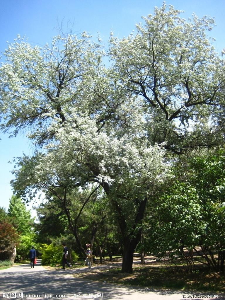 白花树