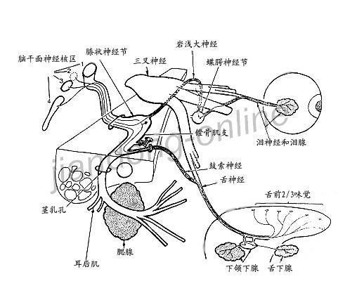 哺乳类的上腭支形成岩浅大神经,它和交感神经一道到达翼腭神经节.