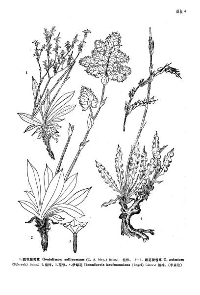 舌草什么成语_草什么花什么成语(2)