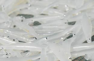 鄱阳湖银鱼