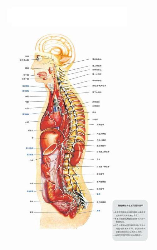 全部版本 历史版本  (1)骨折:锁骨骨折,肩锁关节脱位,肩关节脱位,肱骨