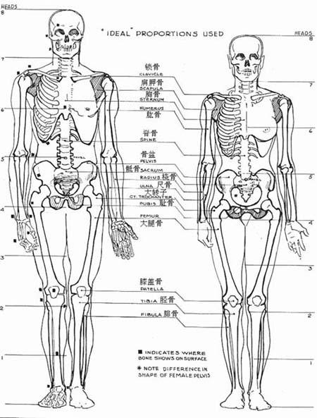 人体解剖学(研究正常人体形态和构造的科学) - 搜狗