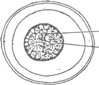 [3]   染色体中心体    图3 马蛔虫受精卵细胞,分裂中期(示中心体)