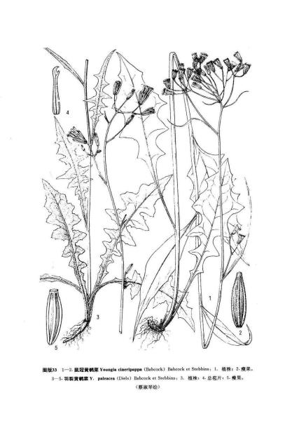 羽裂黄鹌菜