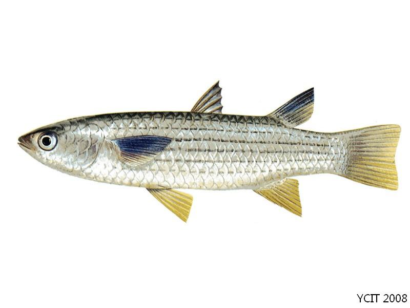 黄鲻鱼类的一种,分布于印度洋和太平洋.中国仅见于南海.
