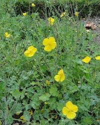 秃疮花属