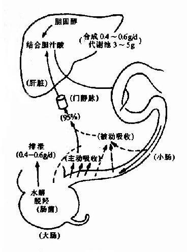 肝肠循环