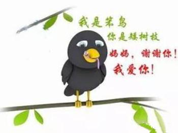 英文:foolish bird 汉典解释:笨的鸟,看似笨的鸟 笨鸟一般是与"先飞"