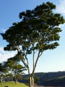 巴西松(学名:araucaria angustifolia)为南洋杉科植物,又名巴拉那松