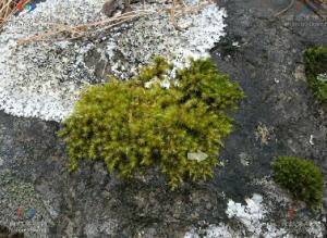 砂藓,疏松丛集,黄绿色,无光泽.茎长3-4厘米,直立,单一或稀疏分枝.