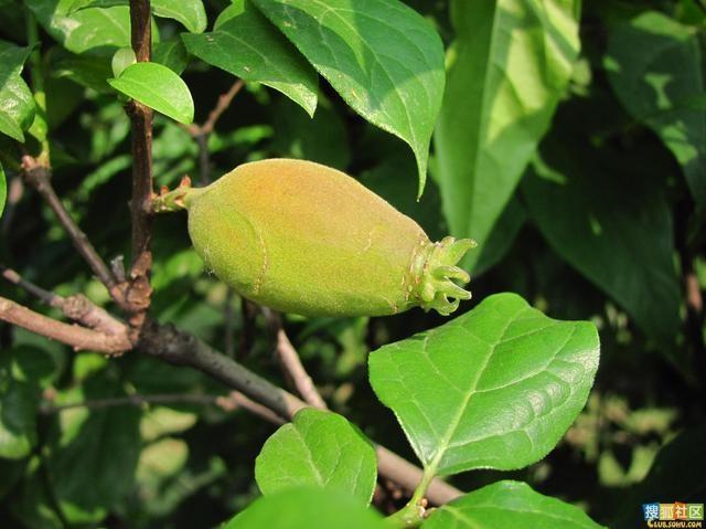 土巴豆:蜡梅的果实.药用名为:土巴豆,有毒.