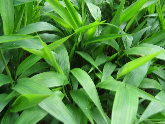 为禾本科淡竹叶属多年生草本植物.