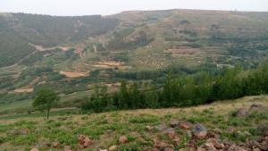 安丘山区林地