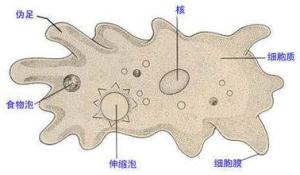 变形虫