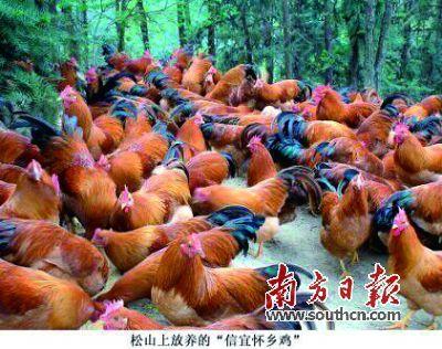 信宜话带字表情