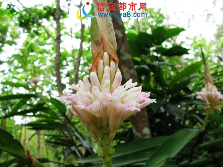 信宜话带字表情