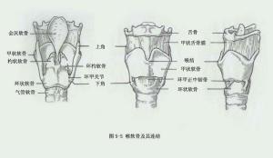 喉软骨