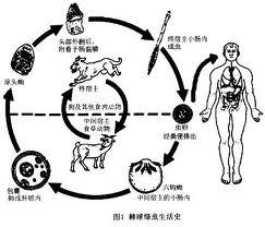 包虫病