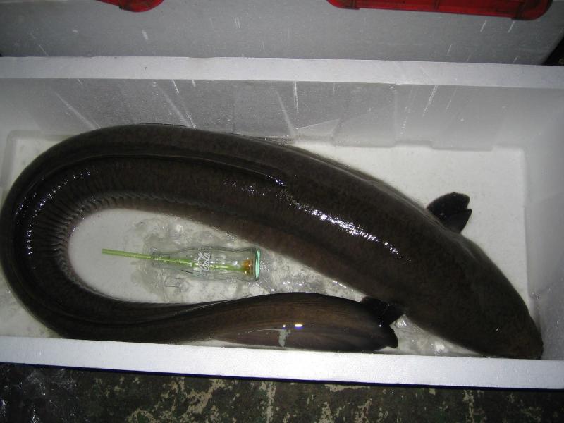 黑尾前肛鳗,为辐鳍鱼纲鳗鲡目糯鳗亚目通鳃鳗
