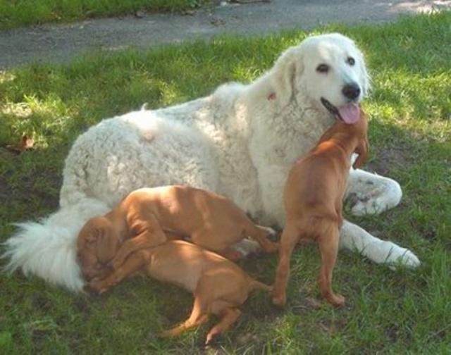匈牙利库维斯犬