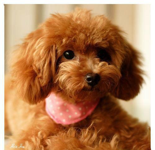 泰迪犬指甲怎么剪