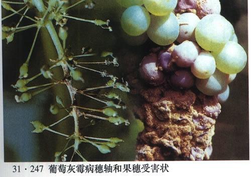 葡萄灰霉病实例