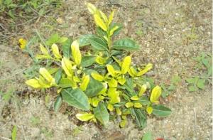 黄金芽茶叶(2)