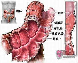结肠生理结构