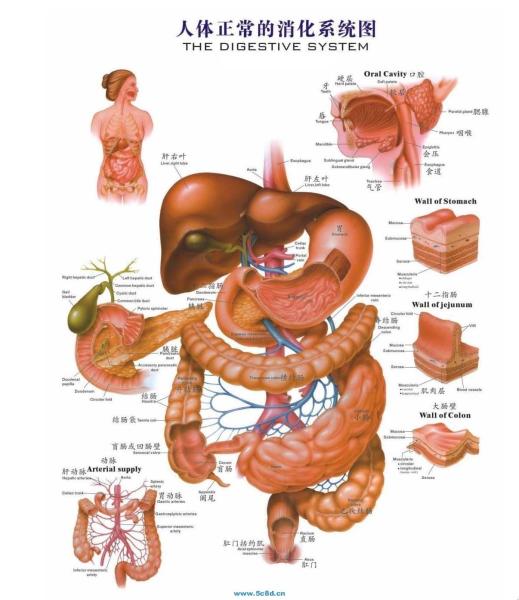 大消化腺是实质性器官,是指位于消化管壁以外的大唾液腺,胰腺和肝脏